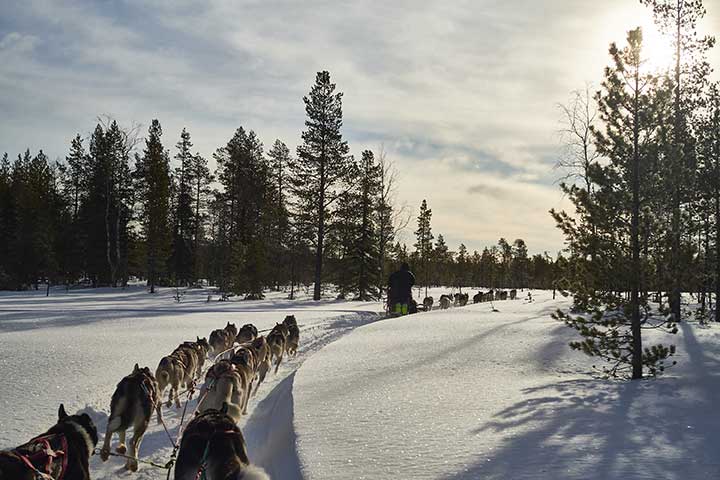 chien de traineau act nordique